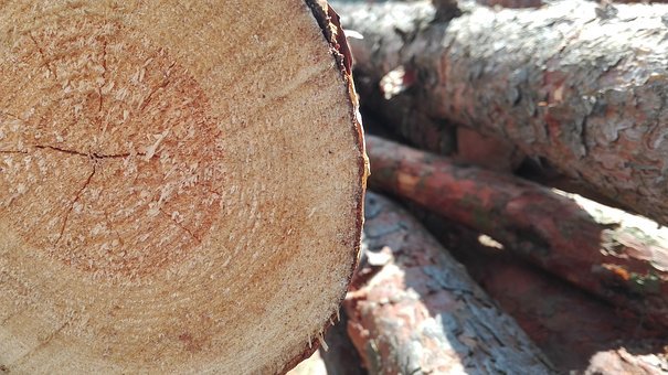 Во дворе дома 7 по Плещеева ликвидировали трухлявое дерево