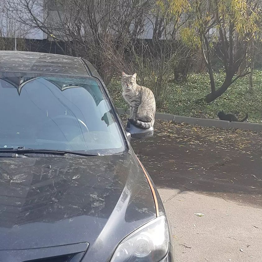 Коты-вандалы из Бибирева облепили автомобиль