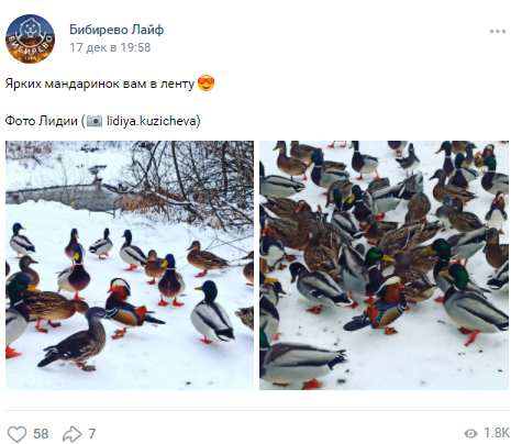Яркие мандаринки устроили «собрание» в Бибиреве
