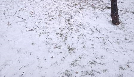 Давно упавшее дерево на Алтуфьевском уже припорошило снегом